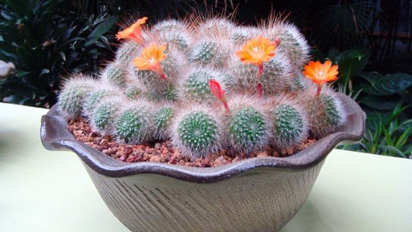 辦公室裝修風(fēng)水植物有哪些可以選？